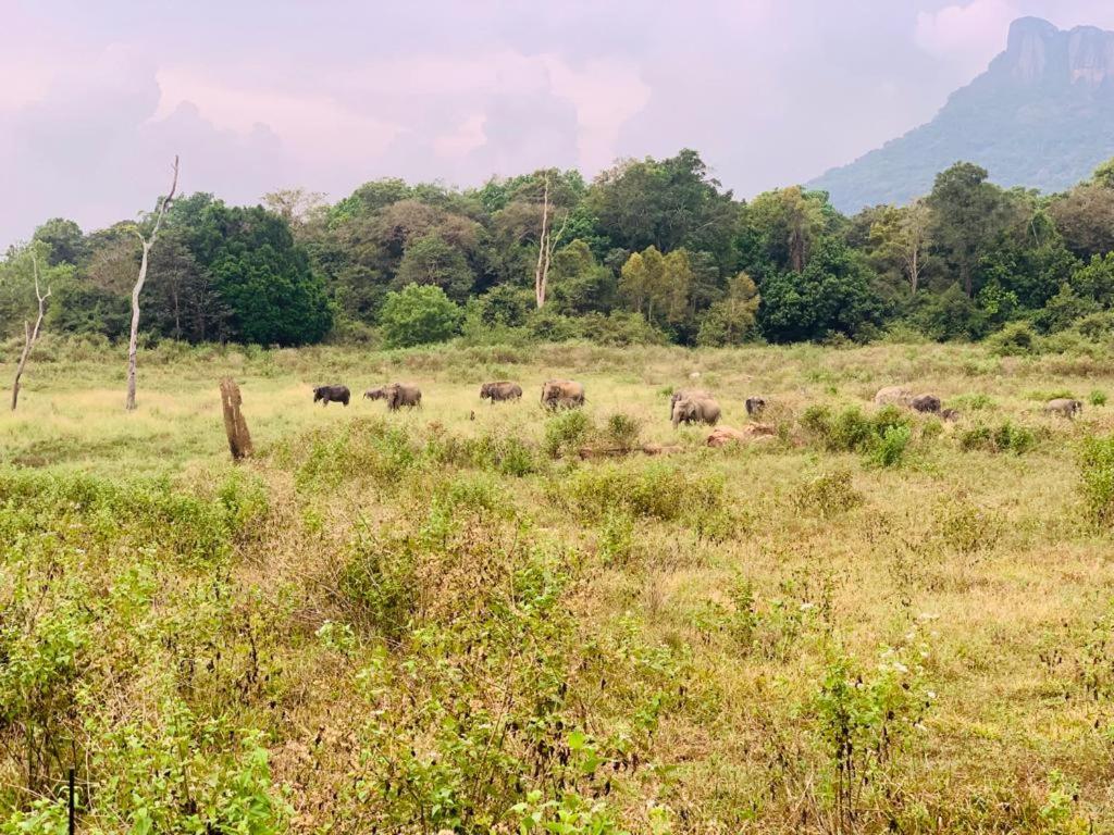 Gal Oya Lake View Inginiyagala Polwatta ภายนอก รูปภาพ